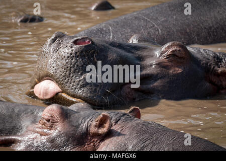 Close-up of hippopotamus with its tongue out Stock Photo