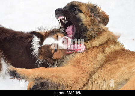Two dogs playing at the park with snow in the background Stock Photo