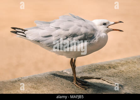 young hungry seagull in profile standing on a wall by a beach with feathers puffed up and mouth open demanding attention. Stock Photo