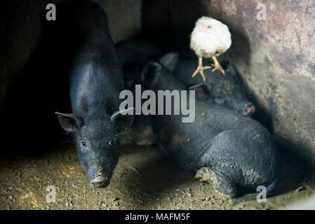 Three pigs lying down in the mud and one chick is on one of them. Stock Photo