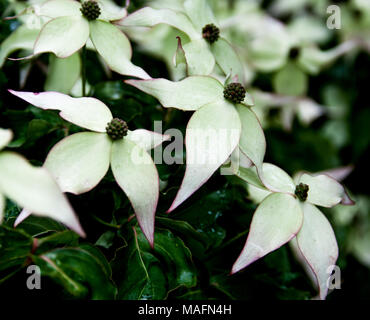 Flowering Dogwood blooms with magenta fringes and green leaves Stock Photo