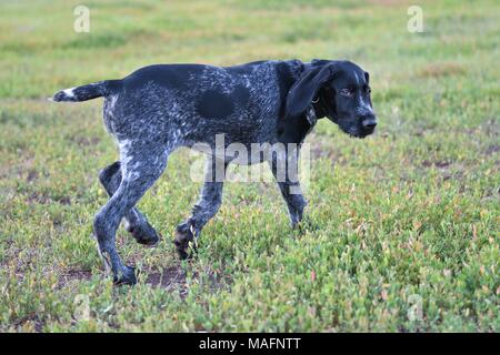 Hunting dog breed German Wirehaired pointer on the walk Stock Photo