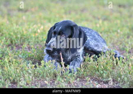 Hunting dog breed German Wirehaired pointer on the walk Stock Photo