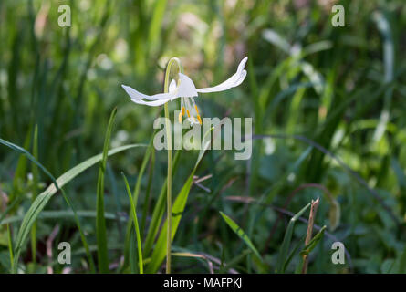 Giant white fawnlily (Erythronium oregonum) growing in spring Stock Photo