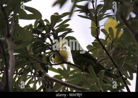 Scaly Breasted Lorikeet (Trichoglossus Chlorolepidotus) Feeding on Flowers of the Silver Banksia (Banksia Marginata) Stock Photo