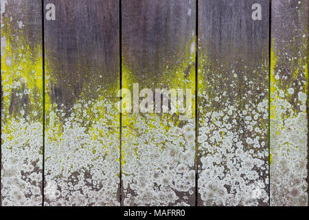 Close-up of an old moldy wooden board wall with lichen for texture background. Stock Photo