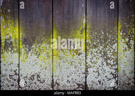 Close-up of an old moldy wooden board wall with lichen for texture background with vignette. Stock Photo