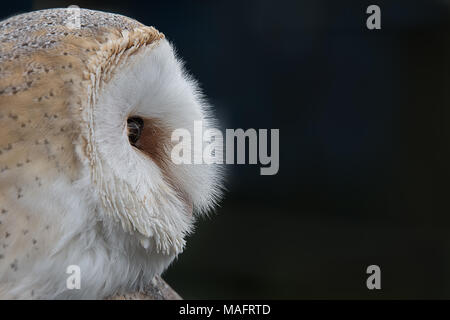 Close up profile portrait of the head only of a barn owl, tyto alba,  staring sideways against a dark background with copy space to the right Stock Photo