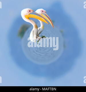 360 degree view of Great white pelican flying over the lake, Kenya, Africa Stock Photo