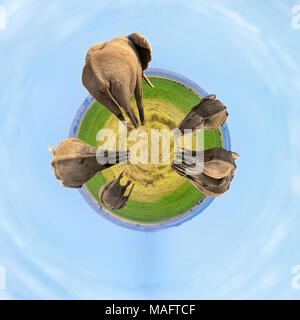 360 degree view of Elephant on savannah in National park of Africa Stock Photo