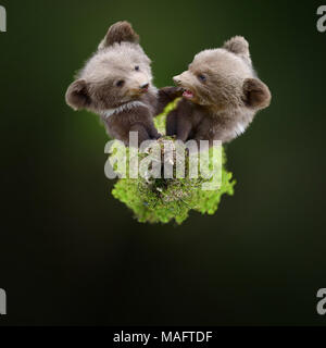 360 degree view of Two young brown bear cub in the forest. Portrait of brown bear, animal in the nature habitat. Wildlife scene from Europe. Cub of br Stock Photo