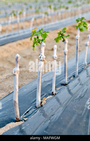 Grafted & waxed grape cuttings planted in field, to harvest bareroot dormant grapevines next winter, is also 'an outdoor nursery', black plastic sheet Stock Photo