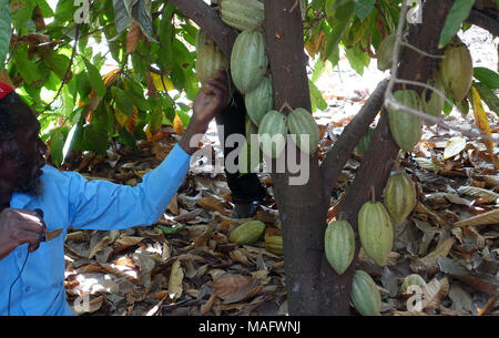 Cocoa, Uganda, East Africa Stock Photo