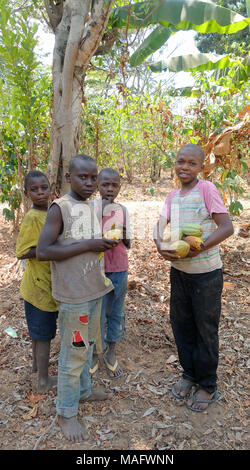 Cocoa, Uganda, East Africa Stock Photo
