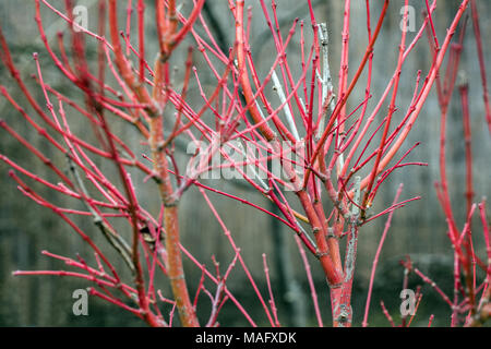 Acer palmatum Corallinum, red twigs leafless in winter Stock Photo