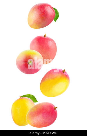 Isolated fruits. Whole mango fruit isolated on white background with clipping path as package design element and advertising. Stock Photo