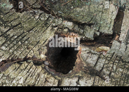 hollow in old birch tree trunk Stock Photo