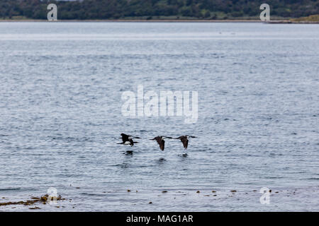 Birds flying just above the icy waters around Isla Martillo, Ushuaia, Patagonia, Argentina. Stock Photo