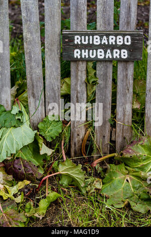 Rhubarb growing next to wooden fence, with sign identifying it in english and spanish, Isla Martillo, Patagonia Stock Photo
