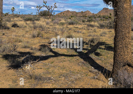 Joshua Tree Shadow Stock Photo