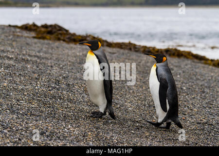 Pair of king penguin, Aptenodytes patagonicus, walking on rocky gravel beach in Isla Martillo, Ushuaia, Patagonia Stock Photo