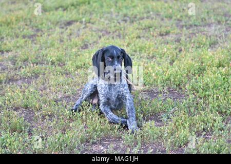 Hunting dog breed German Wirehaired pointer on the walk Stock Photo