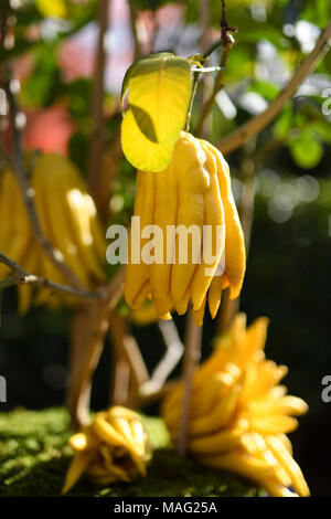 Tree with Buddha's hand citron fruits in Kyoto, Japan. Asian exotic citrus fruit resembling a fingered hand or an octopus, Citrus medica var. sarcodac Stock Photo
