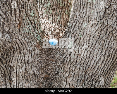 Blue easter egg hidden in the center of a tree for an Easter egg hunt. Stock Photo