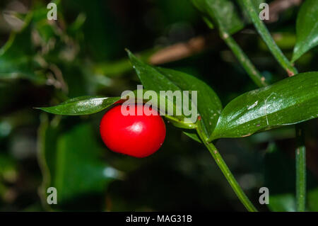 Butcher's-broom berry and leaf, Ruscus aculeatus, Catalonia, Spain Stock Photo