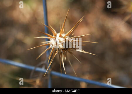 Dried and spiky plant, flower, wilted flower Stock Photo