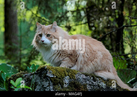 Big and strong Norwegian forest cat male sitting on a stone Stock Photo