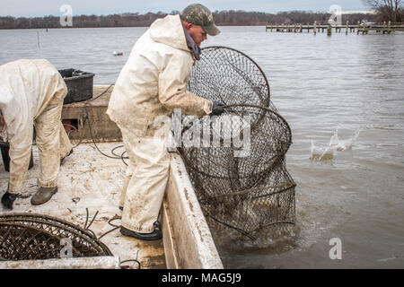 Waterman pulling in a baited catfish trap on the Potomac River near Fort  Washington, Maryland Stock Photo - Alamy