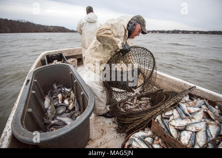 Waterman loading a hoop net with menhaden bait fish to catch blue