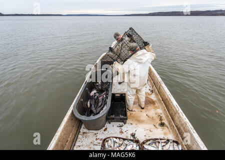 Barrel of menhaden bait fish on the Potomac River near Fort Washington, Maryland  Stock Photo - Alamy