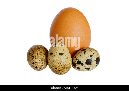 quail and chicken eggs on white background Stock Photo