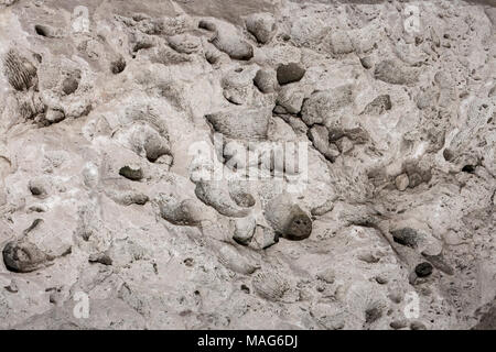 Porous relief rock with prints of sea shells. Stock Photo