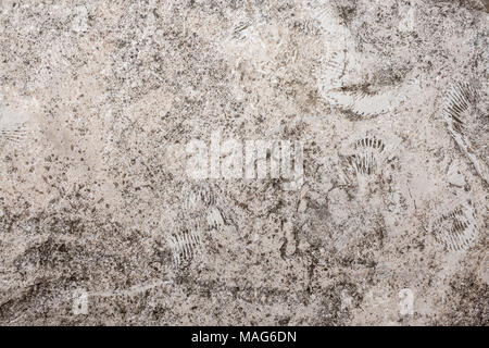 Natural stony background of porous flat rock with relief prints of seashells. Stock Photo