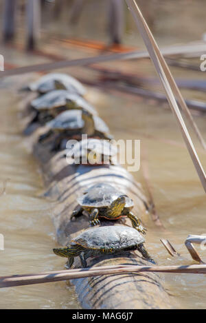 Western Painted Turtles, (Chrysemys pita bellii), basking on a log.  Bosque del Apache National Wildlife Refuge, New Mexico, USA. Stock Photo