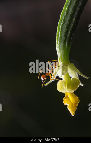 Ant on the cucumber in the garden Stock Photo