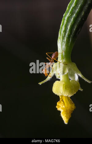 Ant on the cucumber in the garden Stock Photo