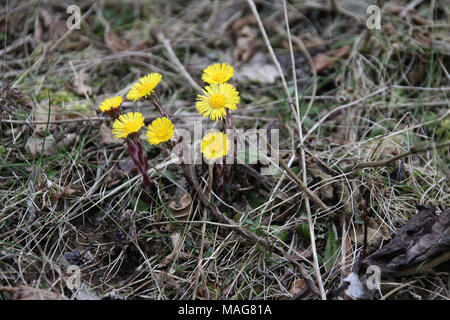 Coltsfoot growing on old quarry waste at Coombs Dale in the Peak District National Park Stock Photo