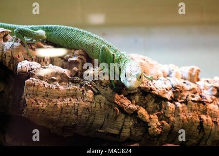 Green Anole lizard on branch at a tourist attraction Stock Photo