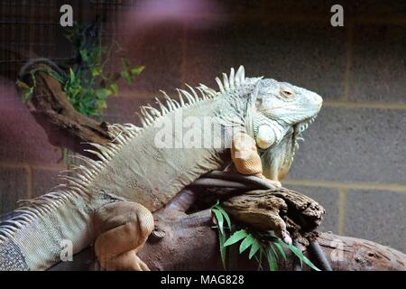 Iguana on a branch at a tourist attraction Stock Photo