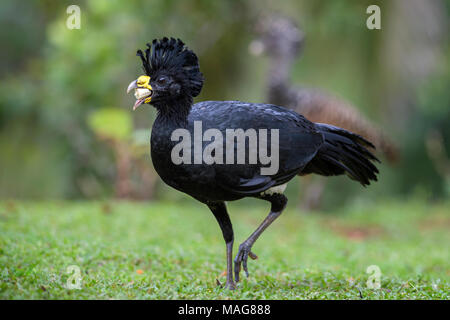 Great Curassow - Crax rubra, large pheasant-like bird from the Neotropical rainforests, Costa Rica. Stock Photo