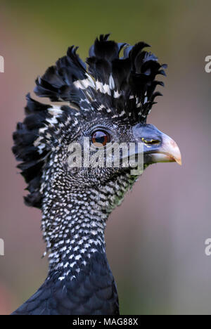 Great Curassow - Crax rubra, large pheasant-like bird from the Neotropical rainforests, Costa Rica. Stock Photo