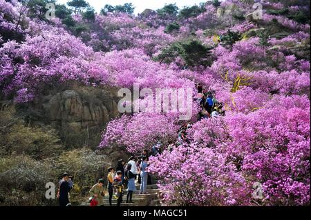 Qingdao, Qingdao, China. 31st Mar, 2018. Qingdao, CHINA-31st March 2018: Rhododendron flowers blossom in Qingdao, east China's Shandong Province. Credit: SIPA Asia/ZUMA Wire/Alamy Live News Stock Photo