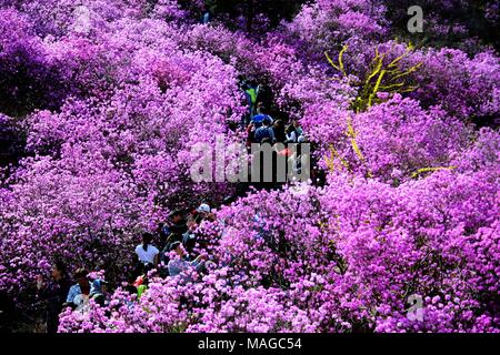 Qingdao, Qingdao, China. 31st Mar, 2018. Qingdao, CHINA-31st March 2018: Rhododendron flowers blossom in Qingdao, east China's Shandong Province. Credit: SIPA Asia/ZUMA Wire/Alamy Live News Stock Photo