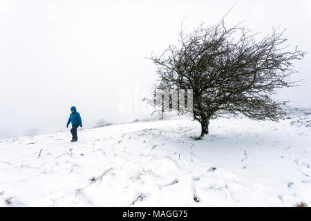 Flintshire, Wales, UK 2nd April 2018, UK Weather: A washout Easter Bank Holiday ends with a Met Officer weather warning for rain and snow for Bank Holiday Monday. A walker walking past a windswept tree in snowy conditions on Halkyn Mountain in rural Flintshire as heavy snowfall fell in the area on Easter Bank Holiday Monday © DGDImages/Alamy Live News Stock Photo