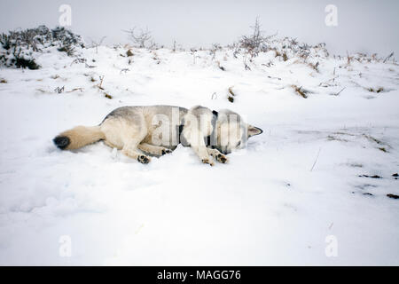 Flintshire, Wales, UK 2nd April 2018, UK Weather: A washout Easter Bank Holiday ends with a Met Officer weather warning for rain and snow for Bank Holiday Monday. A husky taking a snow bath on the overnight snow on Halkyn Mountain in rural Flintshire © DGDImages/Alamy Live News Stock Photo