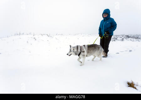 Flintshire, Wales, UK 2nd April 2018, UK Weather: A washout Easter Bank Holiday ends with a Met Officer weather warning for rain and snow for Bank Holiday Monday. A walker walking with a husky dog in snowy conditions on Halkyn Mountain in rural Flintshire as heavy snowfall fell in the area on Easter Bank Holiday Monday © DGDImages/Alamy Live News Stock Photo